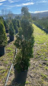 Smargard 100-150cm