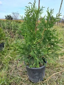 Brabant (Thuja Occidentalis)